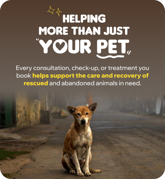 Helping your pet